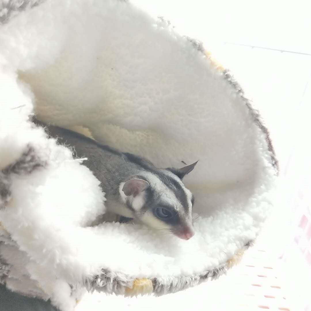 Cozy Critter Hideaway Plush Tunnel Nest